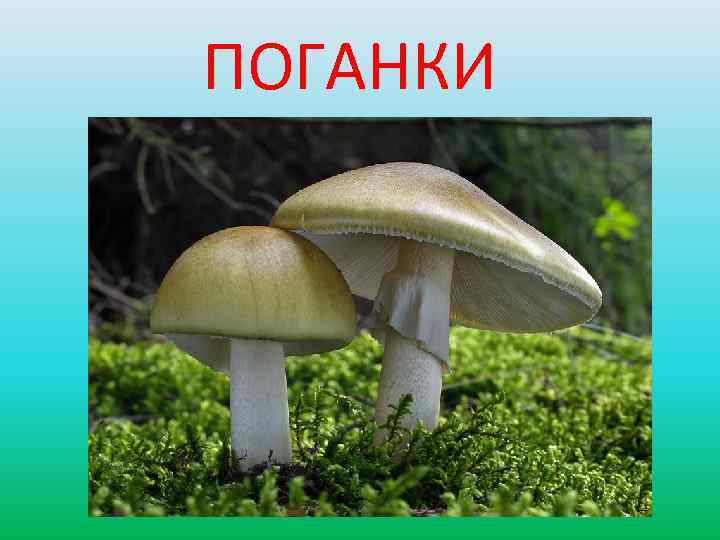 ПОГАНКИ 