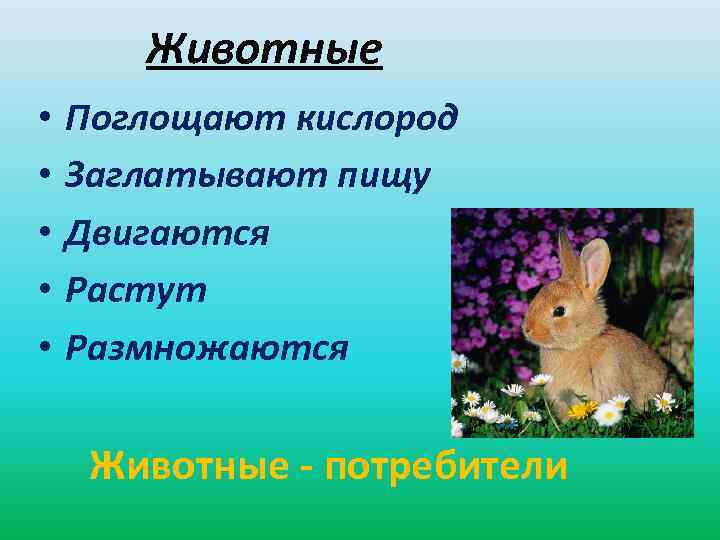 Животные • • • Поглощают кислород Заглатывают пищу Двигаются Растут Размножаются Животные - потребители