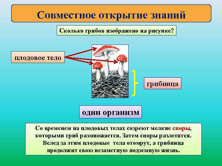 Совместное открытие знаний Сколько грибов изображено на рисунке? плодовое тело грибница один организм Со