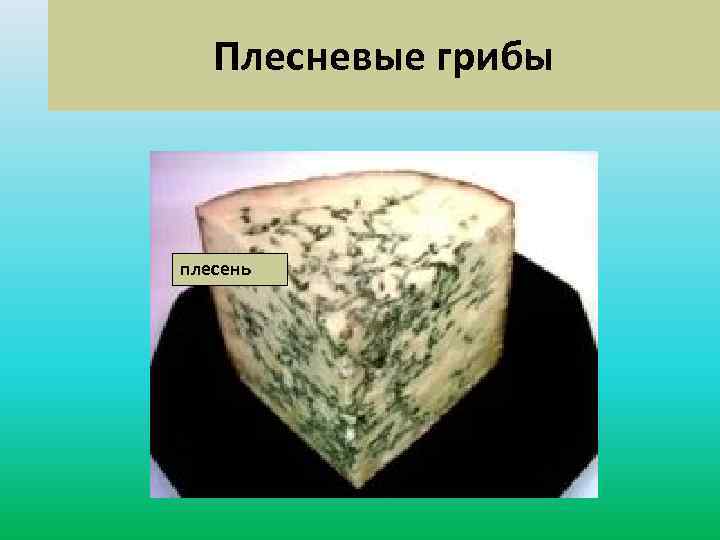 Учебник плесневые грибы. Плесневые грибы. Плесневые грибы человек использует.