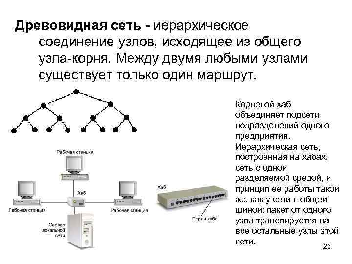 Древовидная сеть - иерархическое соединение узлов, исходящее из общего узла-корня. Между двумя любыми узлами