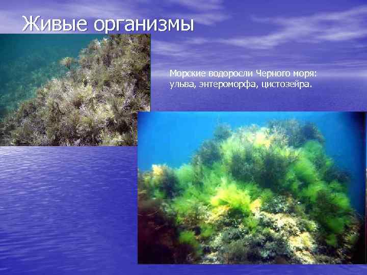 Живые организмы Морские водоросли Черного моря: ульва, энтероморфа, цистозейра. 