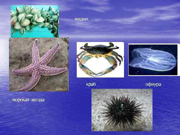 мидии. краб морская звезда офиура 