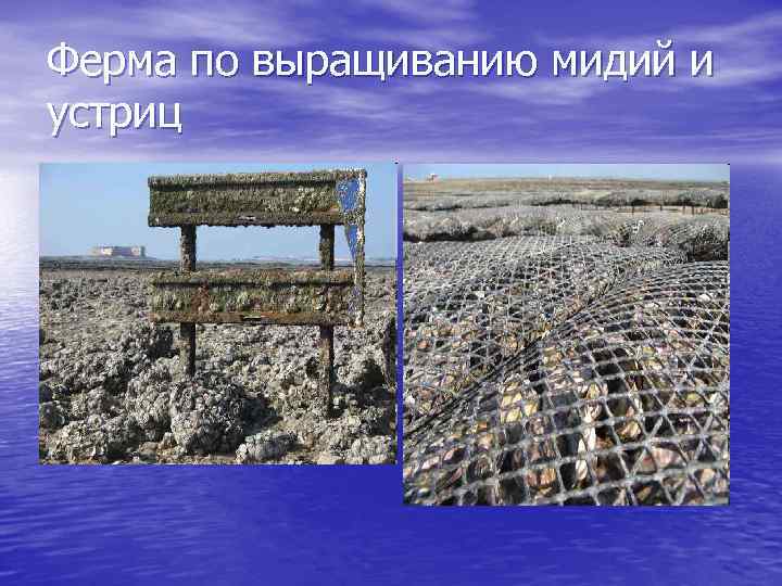 Ферма по выращиванию мидий и устриц 