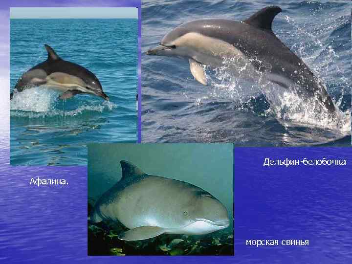 Дельфин-белобочка Афалина. морская свинья 