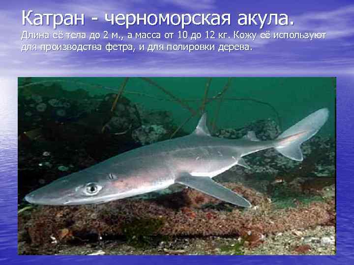 Катран - черноморская акула. Длина её тела до 2 м. , а масса от