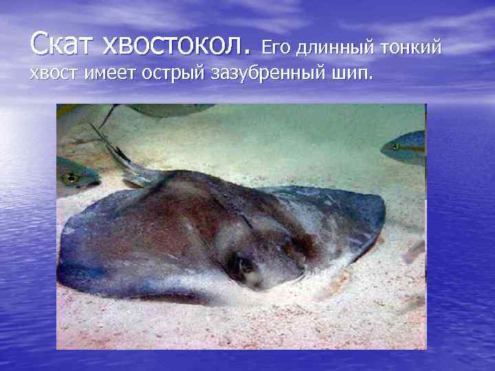 Скат хвостокол. Его длинный тонкий хвост имеет острый зазубренный шип. 