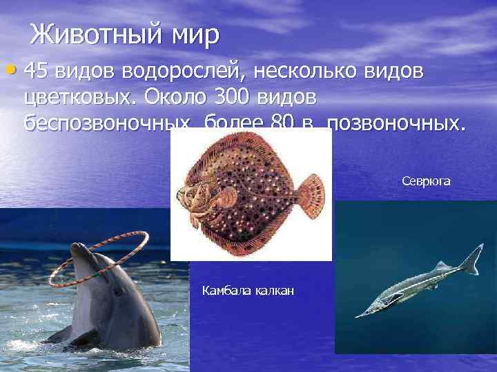 Животный мир • 45 видов водорослей, несколько видов цветковых. Около 300 видов беспозвоночных, более