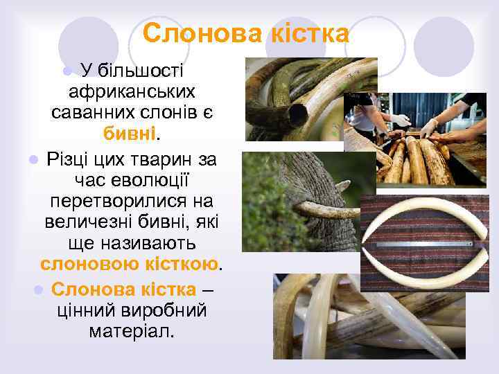 Слонова кістка У більшості африканських саванних слонів є бивні. l Різці цих тварин за