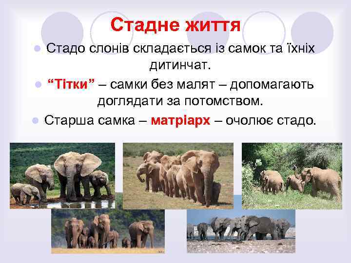 Стадне життя Стадо слонів складається із самок та їхніх дитинчат. l “Тітки” – самки