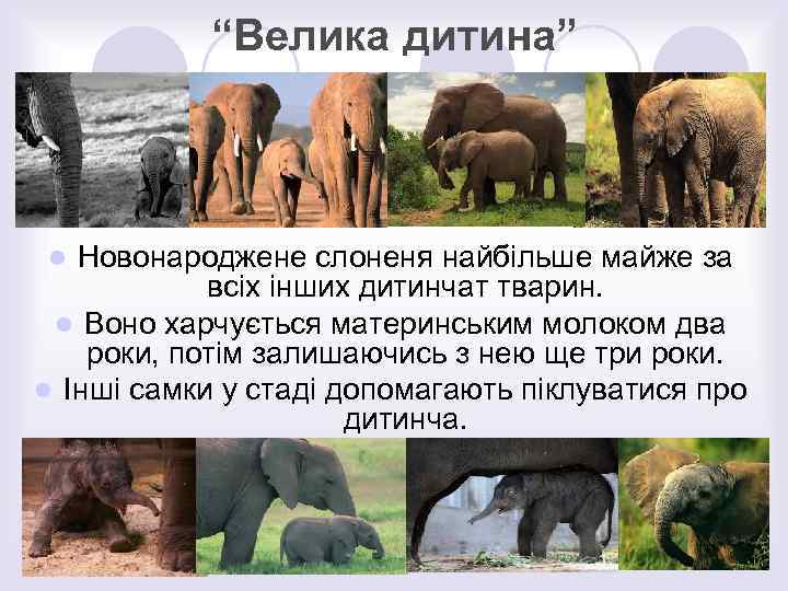 “Велика дитина” Новонароджене слоненя найбільше майже за всіх інших дитинчат тварин. l Воно харчується