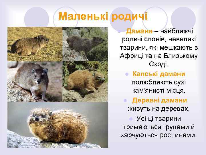 Маленькі родичі Дамани – найближчі родичі слонів, невеликі тварини, які мешкають в Африці та