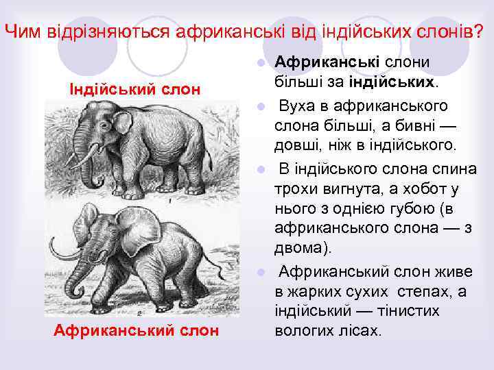 Чим відрізняються африканські від індійських слонів? Африканські слони більші за індійських. l Вуха в