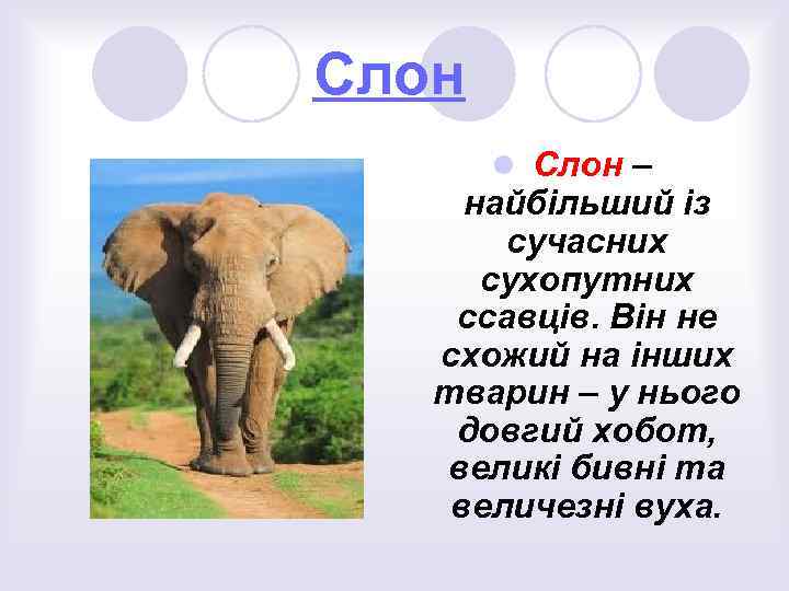 Слон l Слон – найбільший із сучасних сухопутних ссавців. Він не схожий на інших