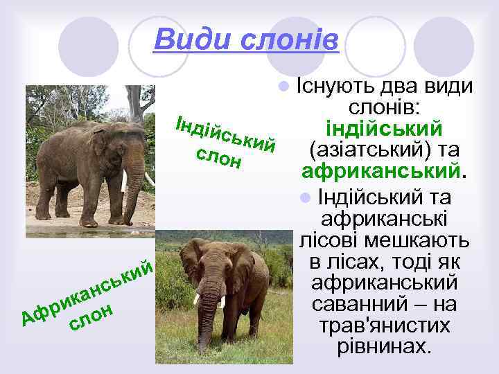 Види слонів l Існують Індій ськи слон й кий нсь ка ри он Аф