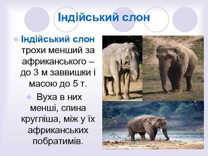 Індійський слон l Індійський слон трохи менший за африканського – до 3 м заввишки