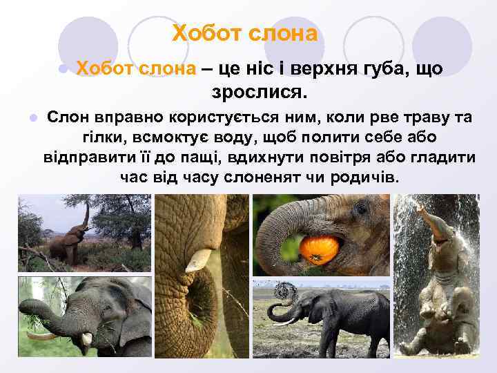 Хобот слона l l Хобот слона – це ніс і верхня губа, що зрослися.