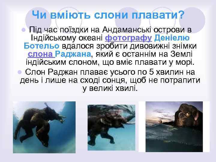 Чи вміють слони плавати? Під час поїздки на Андаманські острови в Індійському океані фотографу