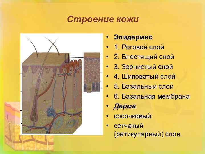 Строение кожи • • • Эпидермис 1. Роговой слой 2. Блестящий слой 3. Зернистый