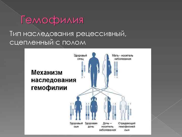 Гемофилия Тип наследования рецессивный, сцепленный с полом 