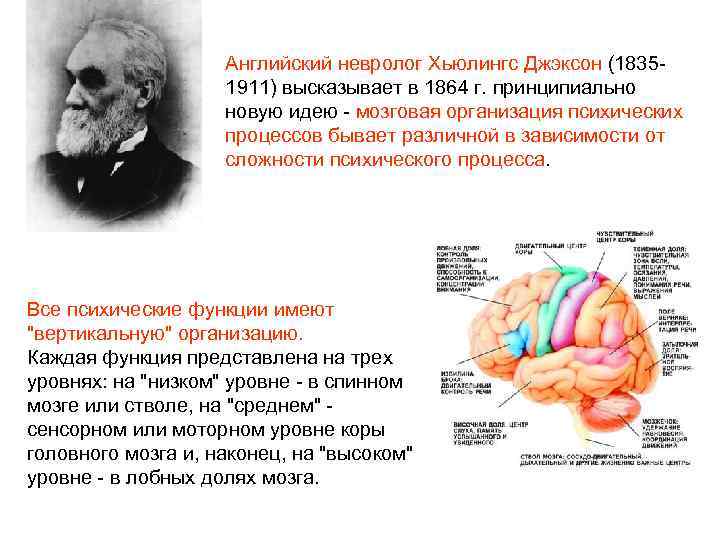 Английский невролог Хьюлингс Джэксон (18351911) высказывает в 1864 г. принципиально новую идею - мозговая