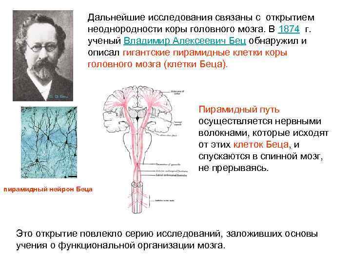 Дальнейшие исследования связаны с открытием неоднородности коры головного мозга. В 1874 г. ученый Владимир