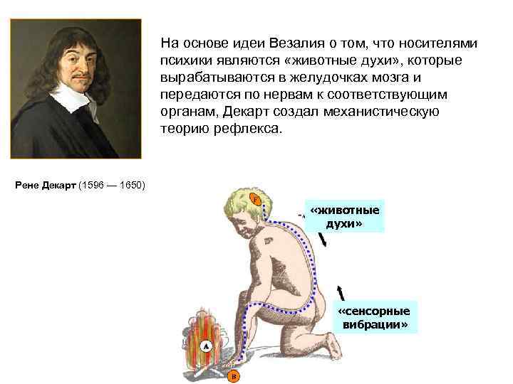 На основе идеи Везалия о том, что носителями психики являются «животные духи» , которые