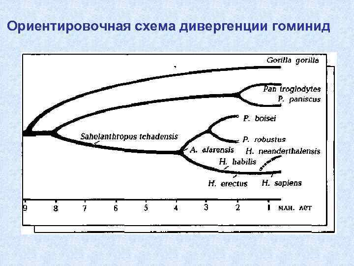 Ориентировочная схема дивергенции гоминид 