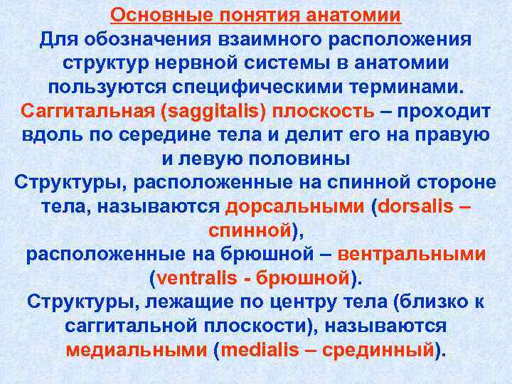 Основные понятия анатомии Для обозначения взаимного расположения структур нервной системы в анатомии пользуются специфическими