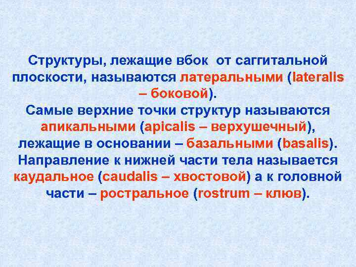 Структуры, лежащие вбок от саггитальной плоскости, называются латеральными (lateralis – боковой). Самые верхние точки