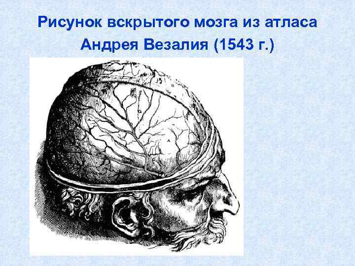 Рисунок вскрытого мозга из атласа Андрея Везалия (1543 г. ) 