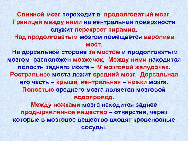 Спинной мозг переходит в продолговатый мозг. Границей между ними на вентральной поверхности служит перекрест