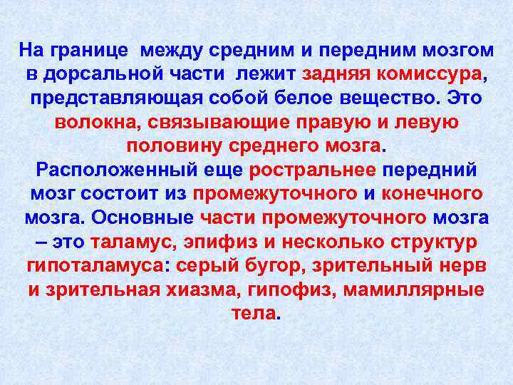 На границе между средним и передним мозгом в дорсальной части лежит задняя комиссура, представляющая