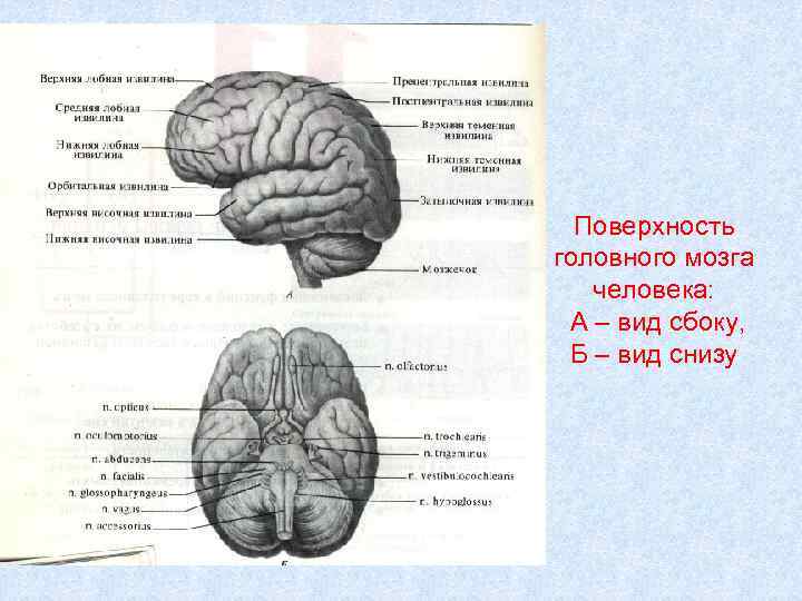 Мозг вид спереди рисунок