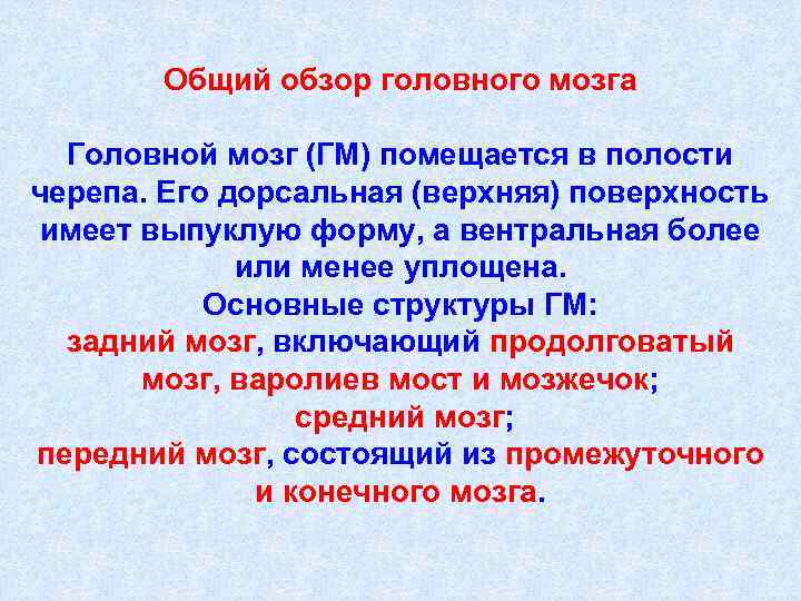 Общий обзор головного мозга Головной мозг (ГМ) помещается в полости черепа. Его дорсальная (верхняя)