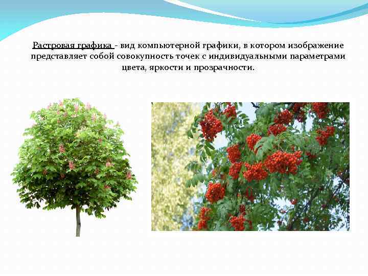 Растровая графика - вид компьютерной графики, в котором изображение представляет собой совокупность точек с