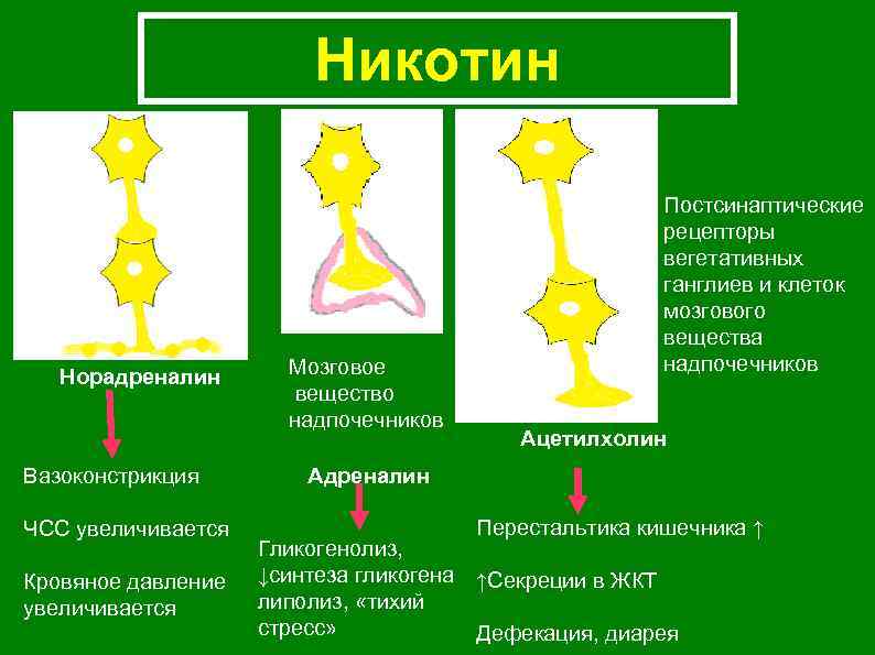 Никотин Норадреналин Вазоконстрикция ЧСС увеличивается Кровяное давление увеличивается Мозговое вещество надпочечников Постсинаптические рецепторы вегетативных