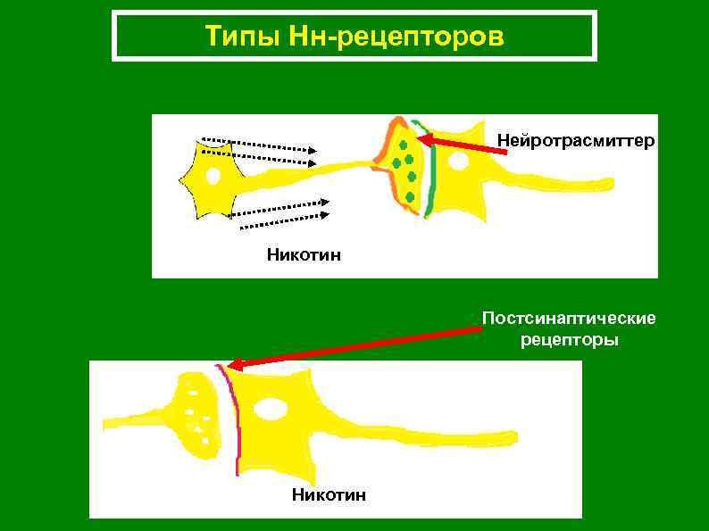 Типы Нн-рецепторов Нейротрасмиттер Никотин Постсинаптические рецепторы Никотин 