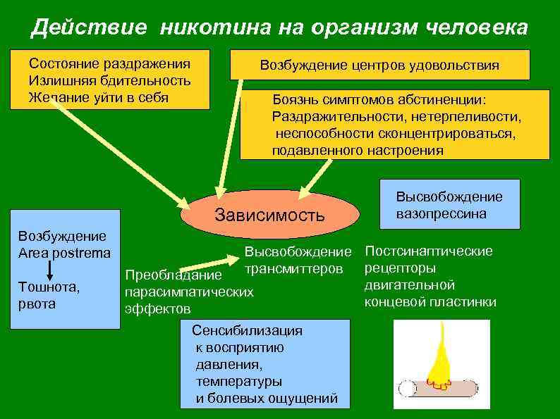 Действие никотина на организм человека Состояние раздражения Излишняя бдительность Желание уйти в себя Возбуждение