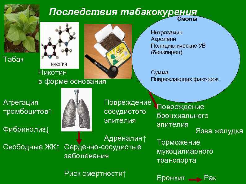 Последствия табакокурения Смолы Нитрозамин Акролеин Полициклические УВ (бензпирен) Табак Никотин в форме основания Сумма