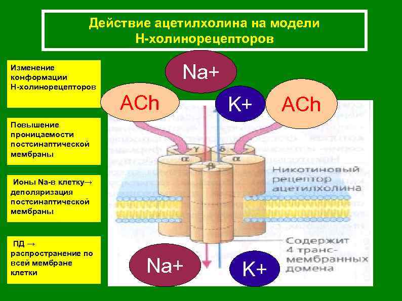 Действие ацетилхолина на модели Н-холинорецепторов Na+ Изменение конформации Н-холинорецепторов ACh K+ Повышение проницаемости постсинаптической