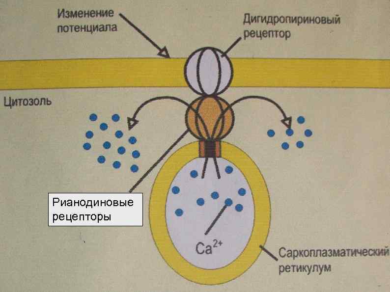 Рианодиновые рецепторы 