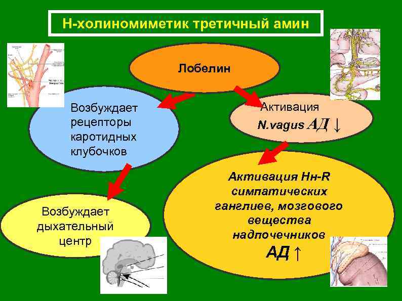 Н-холиномиметик третичный амин Лобелин Возбуждает рецепторы каротидных клубочков Возбуждает дыхательный центр Активация N. vagus