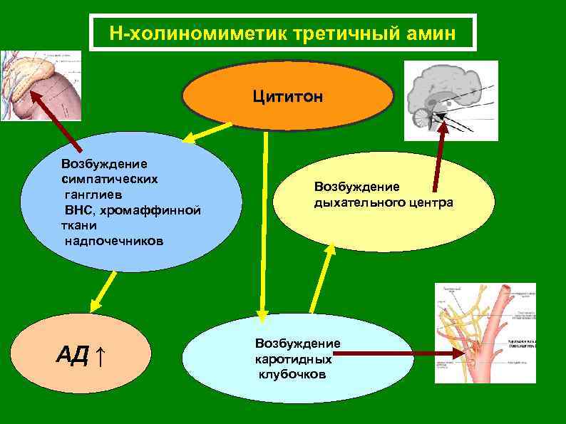 Н-холиномиметик третичный амин Цититон Возбуждение симпатических ганглиев ВНС, хромаффинной ткани надпочечников АД ↑ Возбуждение