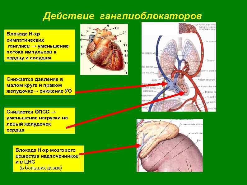 Действие ганглиоблокаторов Блокада Н-хр симпатических ганглиев → уменьшение потока импульсов к сердцу и сосудам