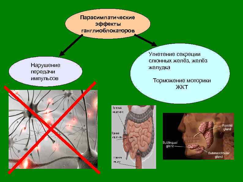 Парасимпатические эффекты ганглиоблокаторов Нарушение передачи импульсов Угнетение секреции слюнных желёз, желёз желудка Торможение моторики