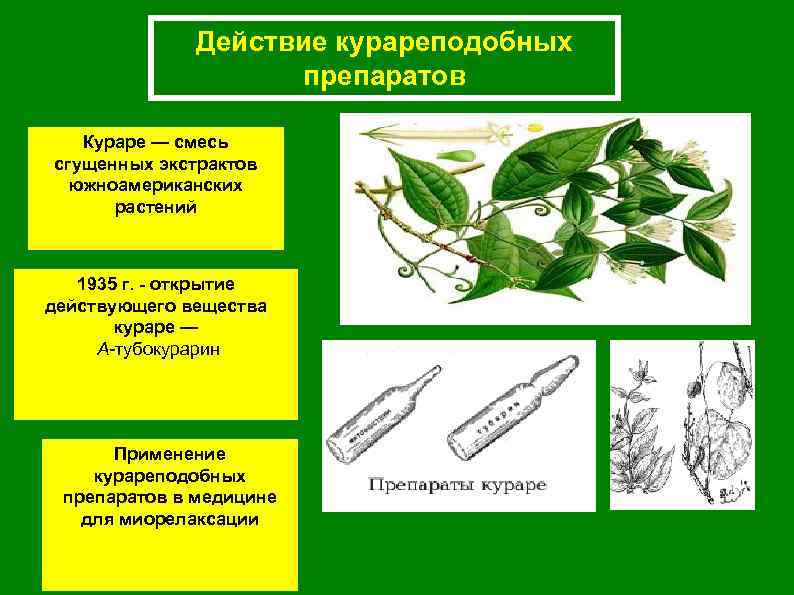 Действие курареподобных препаратов Кураре — смесь сгущенных экстрактов южноамериканских растений 1935 г. - открытие