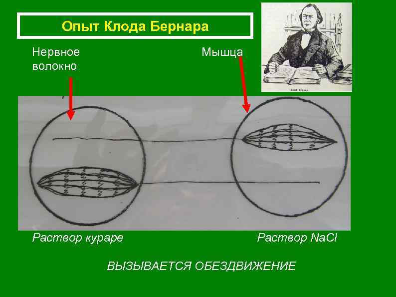 Опыт Клода Бернара Нервное волокно Мышца Раствор кураре Раствор Na. Cl ВЫЗЫВАЕТСЯ ОБЕЗДВИЖЕНИЕ 