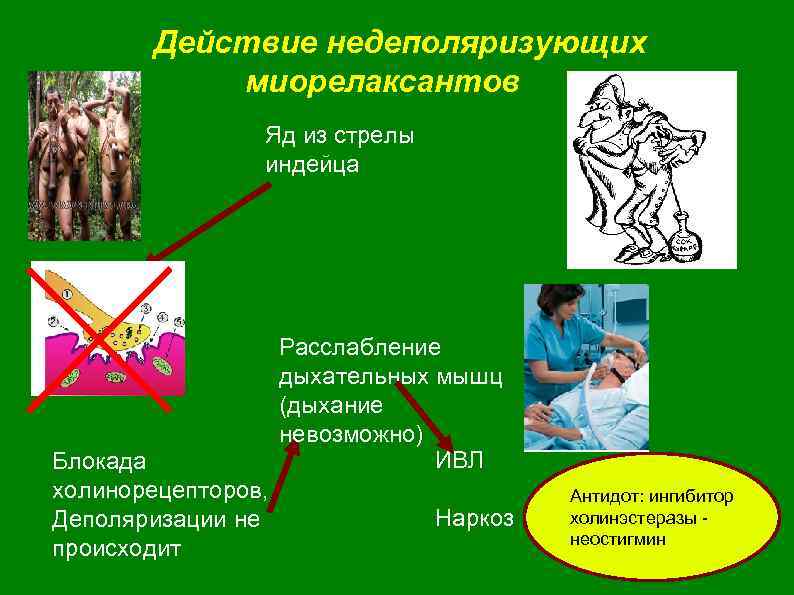 Действие недеполяризующих миорелаксантов Яд из стрелы индейца Блокада холинорецепторов, Деполяризации не происходит Расслабление дыхательных