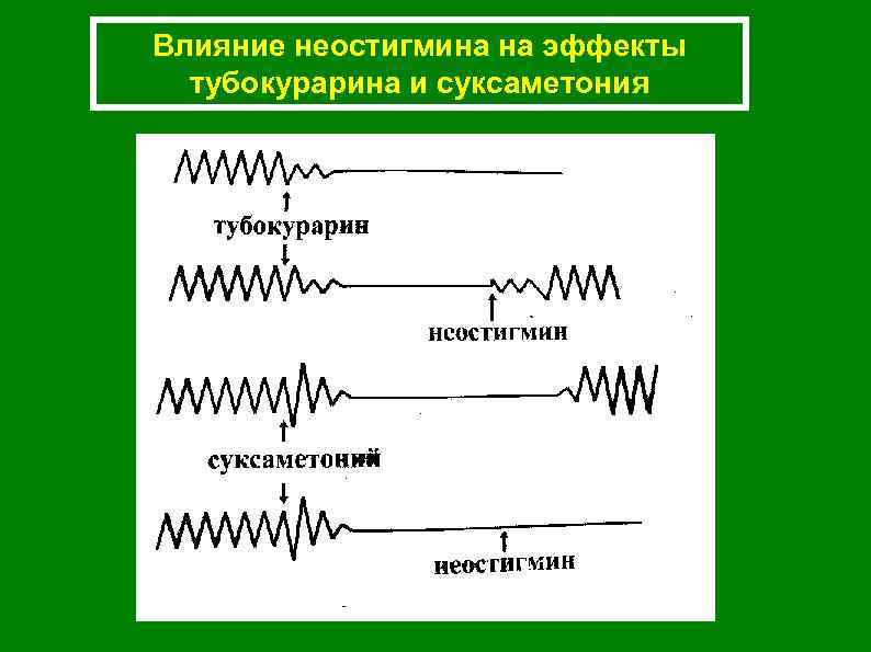 Влияние неостигмина на эффекты тубокурарина и суксаметония 